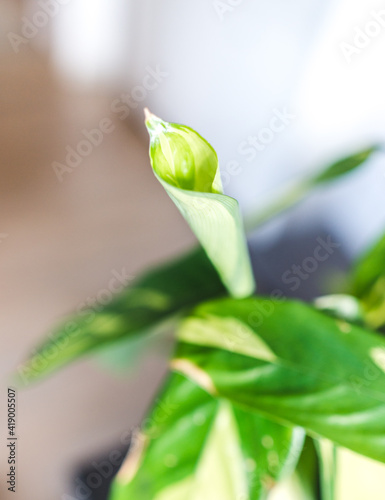 unfolding a new leaf of  ctenanthe lubbersiana