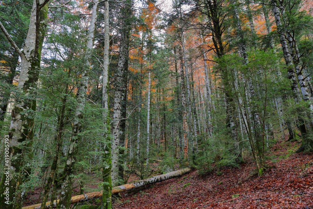 Fototapeta premium Autumn beech forest in Ordesa and Monte Perdido National Park, Spain