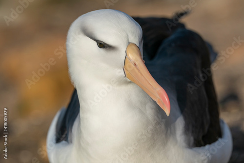 The black-browed albatross (Thalassarche melanophris) photo