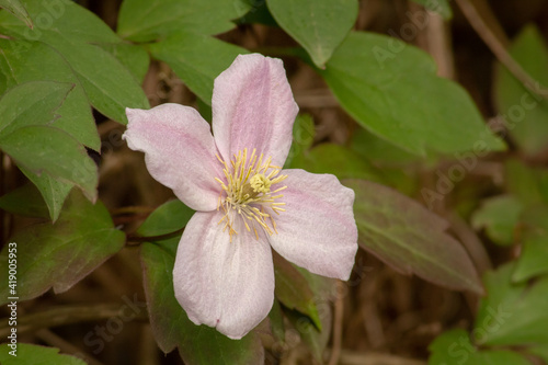 Pink Clematis Montana with Green Leaves