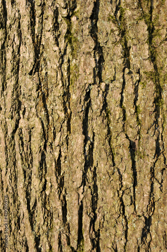 Fototapeta Naklejka Na Ścianę i Meble -  close up of rough textured common ash tree bark with green moss in the cracks