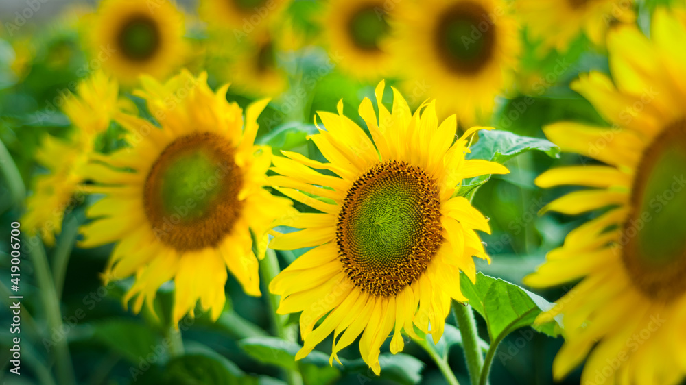 Sunflower Sunflower