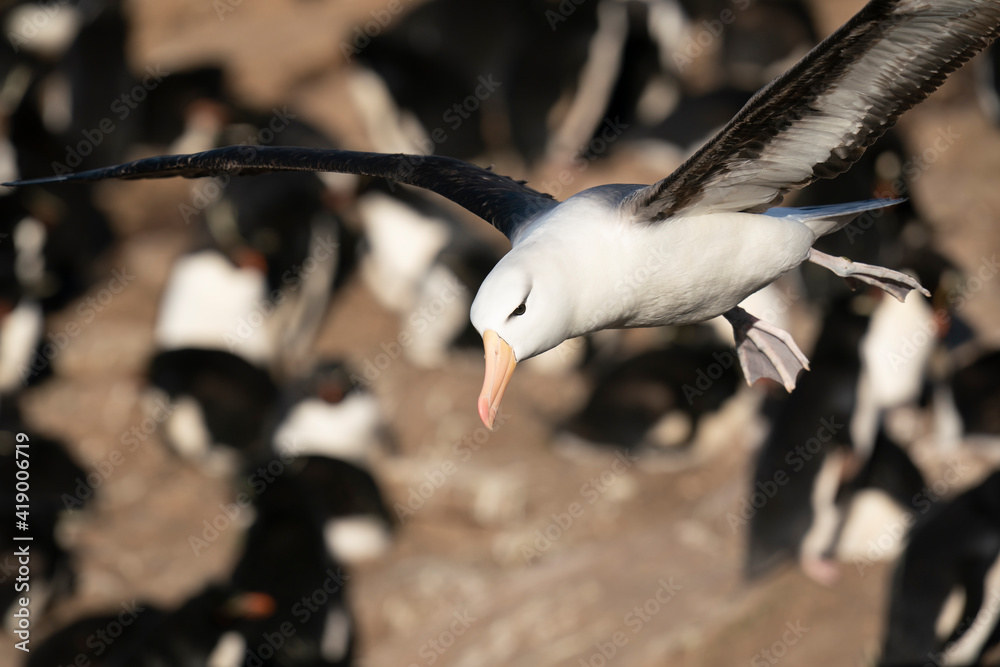 The black-browed albatross (Thalassarche melanophris) The black-browed albatross (Thalassarche melanophris)