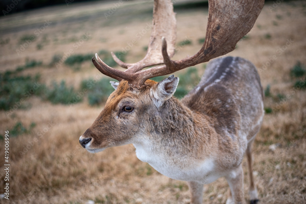 Fototapeta premium deer in the woods