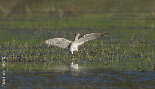 greater yellowlegs (Tringa melanoleuca) in flights, wings downward, feather detail, legs back, muddy marsh bokeh background