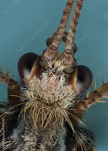 Kopf einer Köcherfliege als Detailaufnahme mit Facettenaugen und Fühlern, Trichoptera