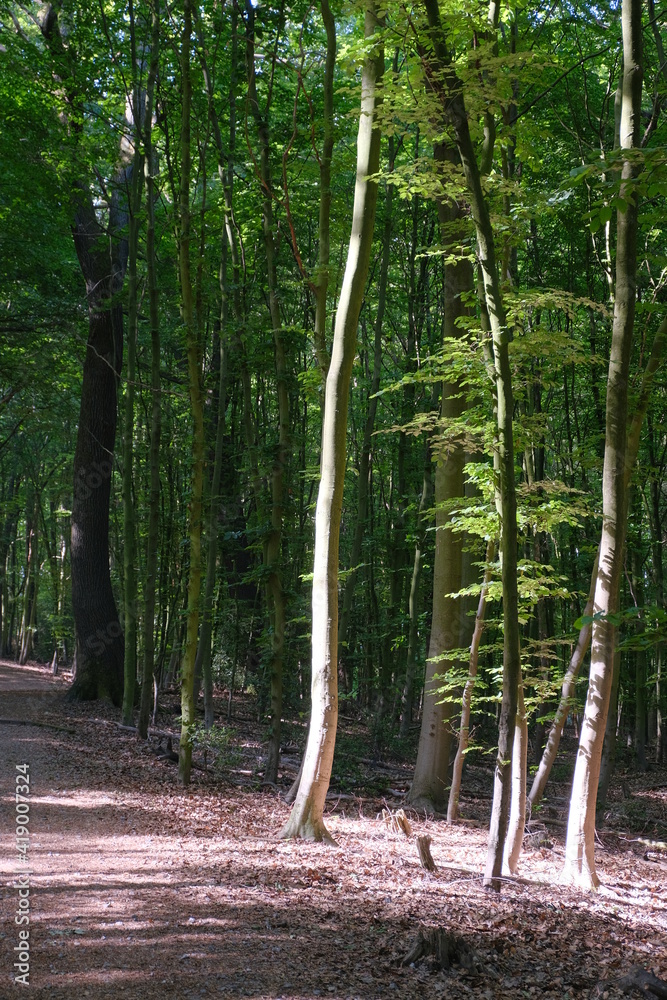 Obraz premium Wald