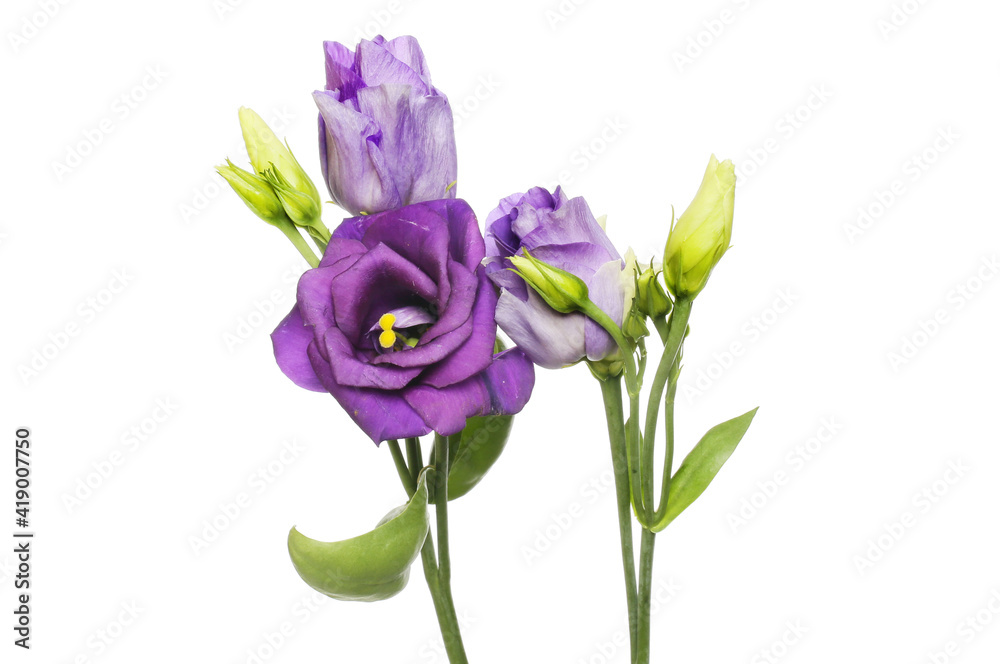 Lisianthus flowers and buds Lisianthus flowers and buds
