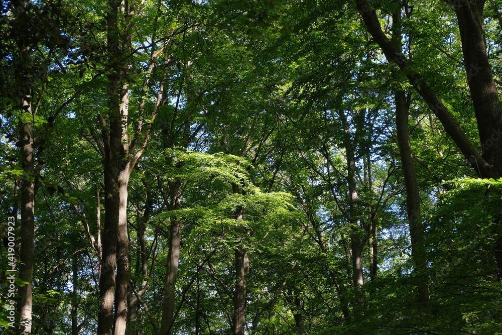 Fototapeta premium Wald