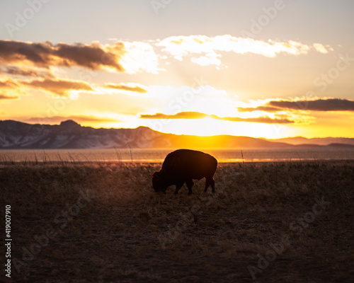 cows in the sunset