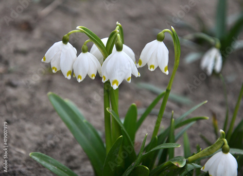 In spring, Leucojum vernum blooms in nature © orestligetka