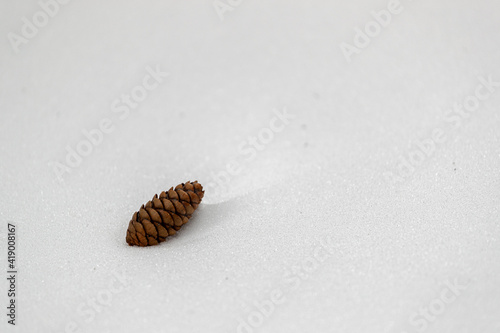 Isolate Pinecone in the Snow