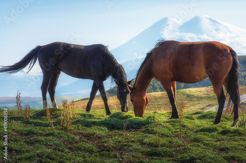 Horses in the Elbrus region on Dzhily Su. Caucasus