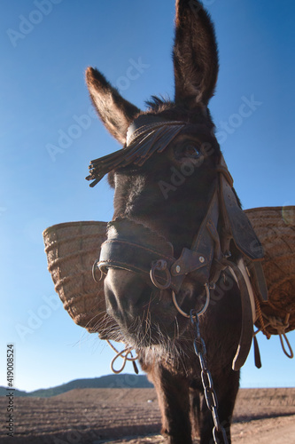 burro de frentecon alforjas