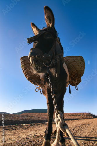 burro de frente en campo