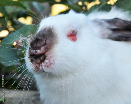 Sick rabbit for myxomatosis