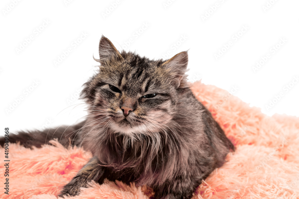 Naklejka premium fluffy cat lying in orange artificial fur on a white background
