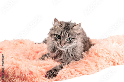 fluffy cat lying in orange artificial fur on a white background © Sofiia