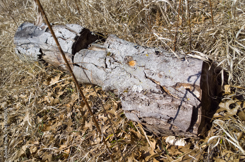 Old Log