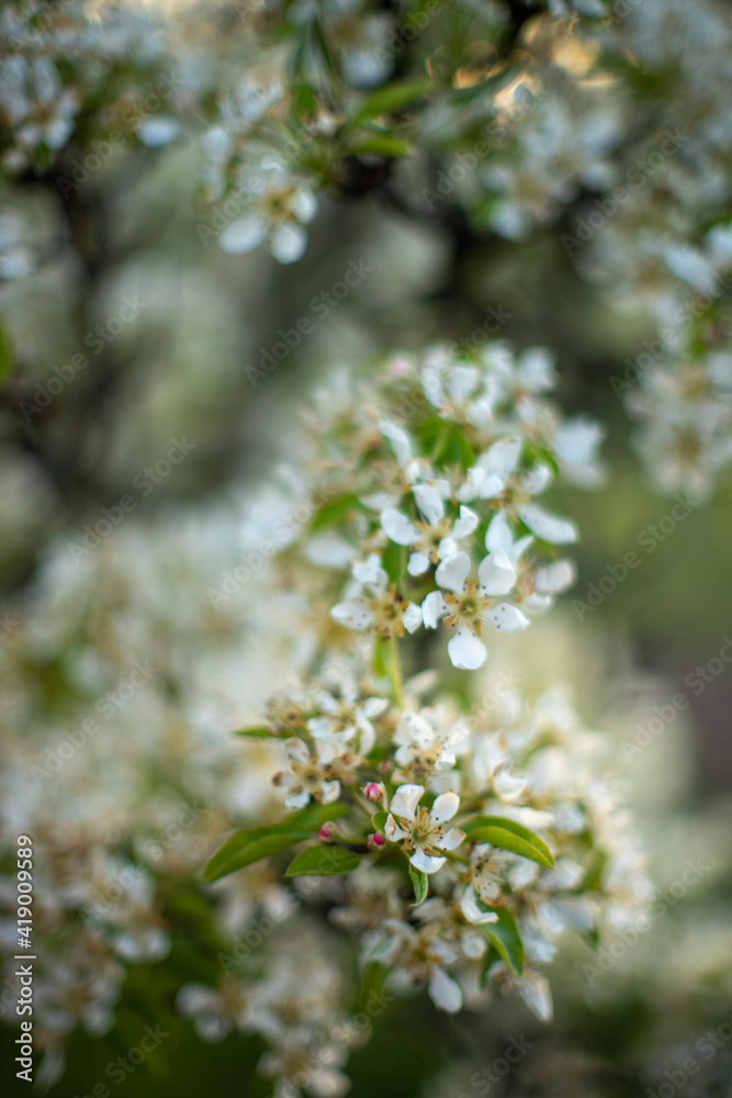 Blooming pear tree branch closeup in spring garden. Blooming pear tree branch closeup in spring garden.