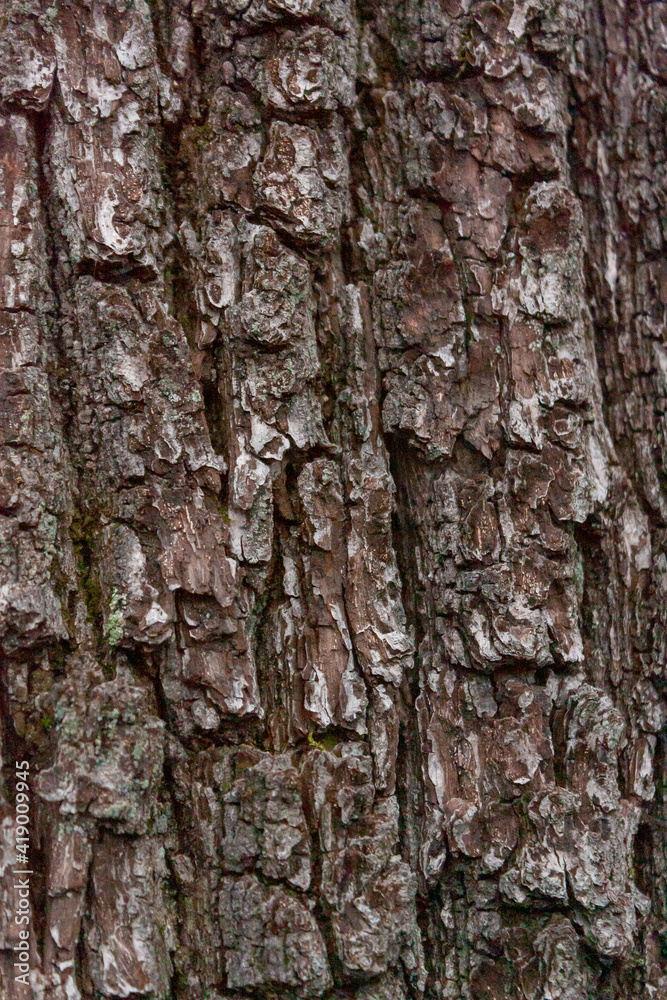 bark of a tree that is more than 100 years old bark of a tree that is more than 100 years old