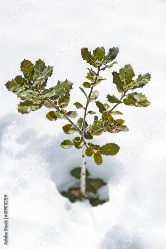encina pequeña entre nieve