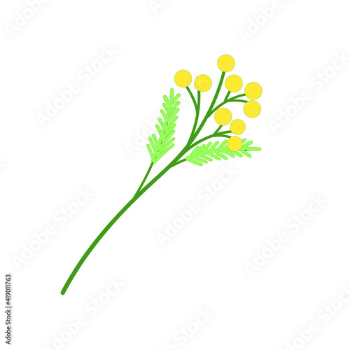 Yellow flower Sesbania brunch mimosa