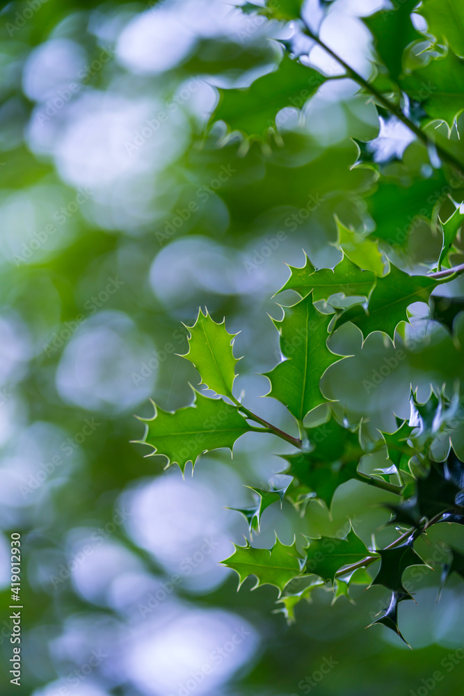 Obraz premium European Holly (Ilex aquifolium) leaves, Countryside in Matienzo, Ruesga Municipality, Cantabria, Spain, Europe