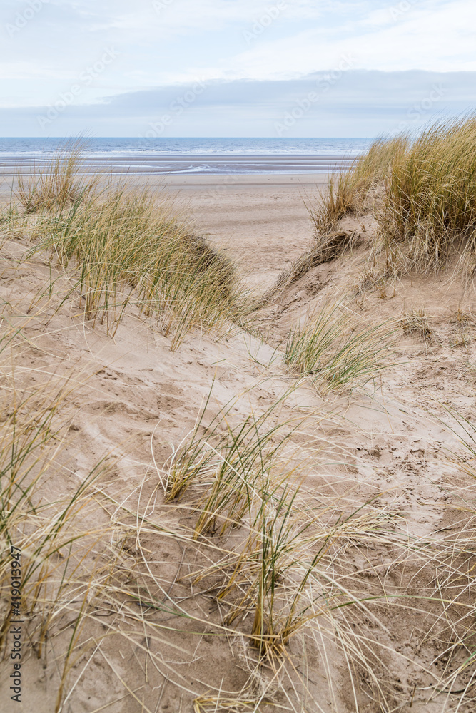 Marram grass on the dunes at Formby Marram grass on the dunes at Formby