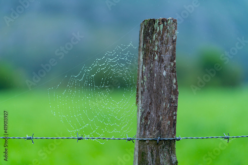 Drops of dew and spiderweb, Countryside in Matienzo, Ruesga Municipality, Cantabria, Spain, Europe photo