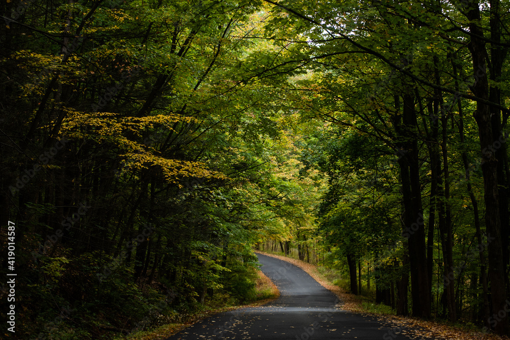 A country road winds its way through the forest.