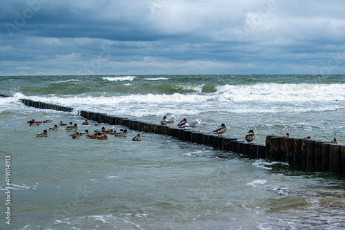 Beautiful shot of the Baltic sea from Darss Island, Germany with birds enjoying the water photo