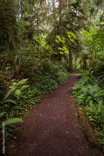 Hiking Trail Through Lush, Green Pacific Northwest Rainforest in Olympic Peninsula