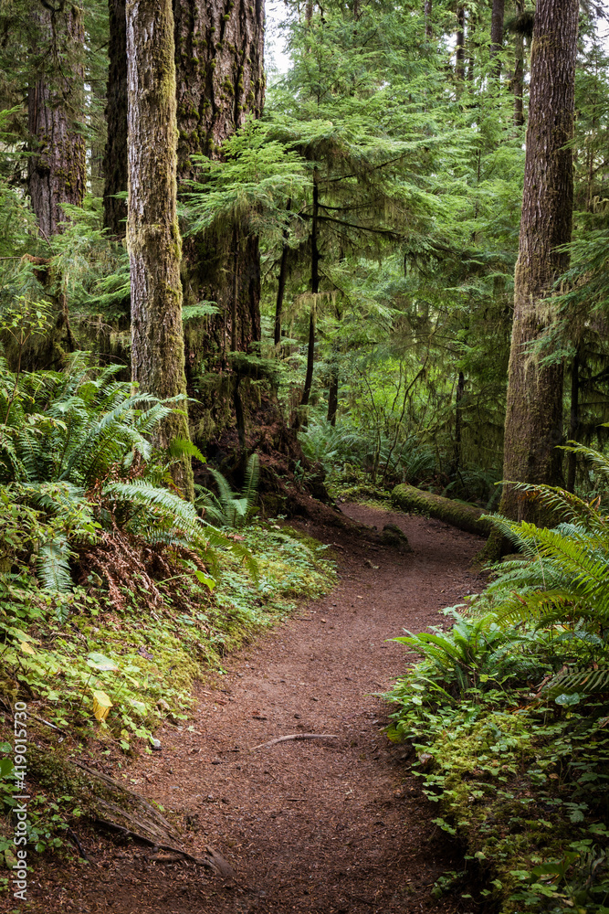 Hiking Trail Curving Through Lush, Green Pacific Northwest Rainforest in Olympic Peninsula Hiking Trail Curving Through Lush, Green Pacific Northwest Rainforest in Olympic Peninsula