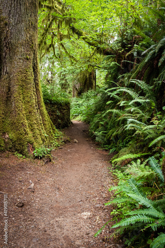 Hiking Trail Lined with Lush, Green Ferns in Pacific Northwest Rainforest