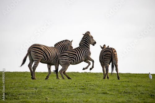 Zebras having fun in african sun