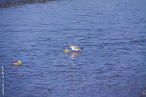 Bécasseau sanderling sur le rivage