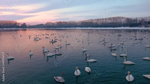 Ozero Svetloe, Altai Republik, Russia. Winter magic lake with swans at the sunset photo