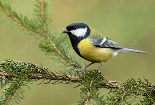 Schilderij op canvas Great tit close up ( Parus major )