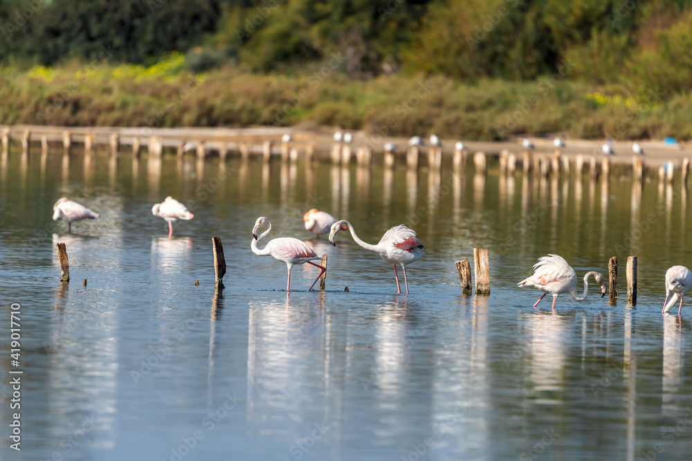 Naklejka premium Pink Flamingo on a pond in an early winter morning, HaBonim Beach, Israel. 