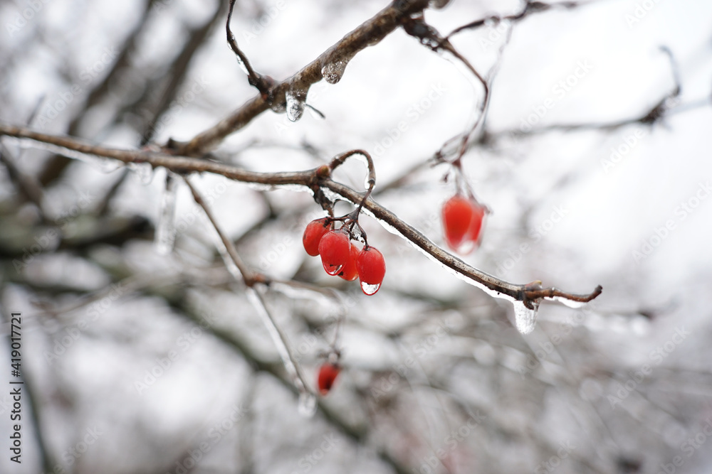frozen berries in ice on a branch. Berries on a tree in winter under ice frozen berries in ice on a branch. Berries on a tree in winter under ice