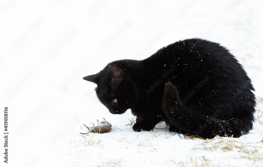 Black domestic cat caught a mouse Black domestic cat caught a mouse