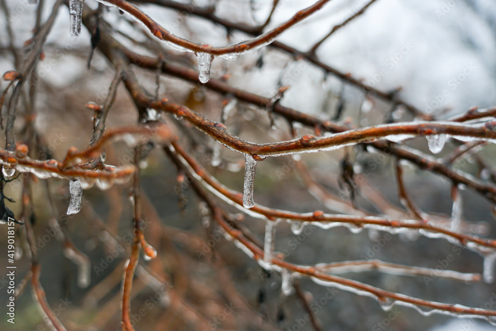 Frozen drops on a tree branch in winter. Branches covered with ice