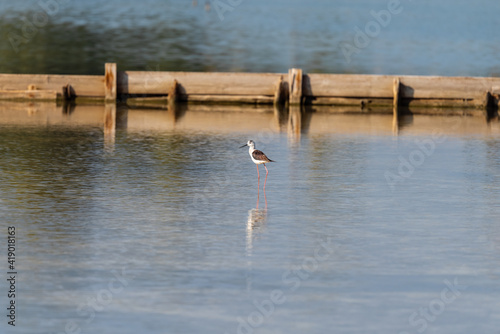 Black-winged Stilt on a pond in an early autumn morning near Atlit, Israel.	 photo