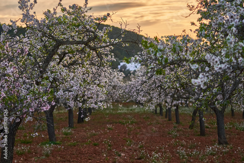 Fotobehang Blooming almond tree rows at sunset in Santa Gertrudis village, Balearic Island,