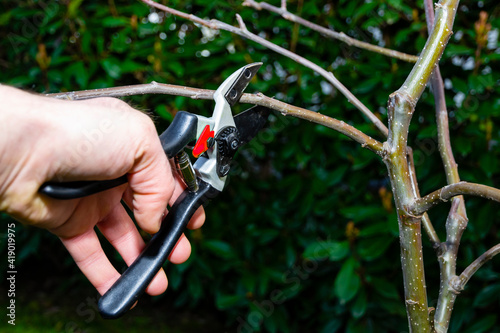 Pruning trees. A hand of a man pruning a young apple tree using a pruner, bushes with dark green leaves are in the background. Selective focus.