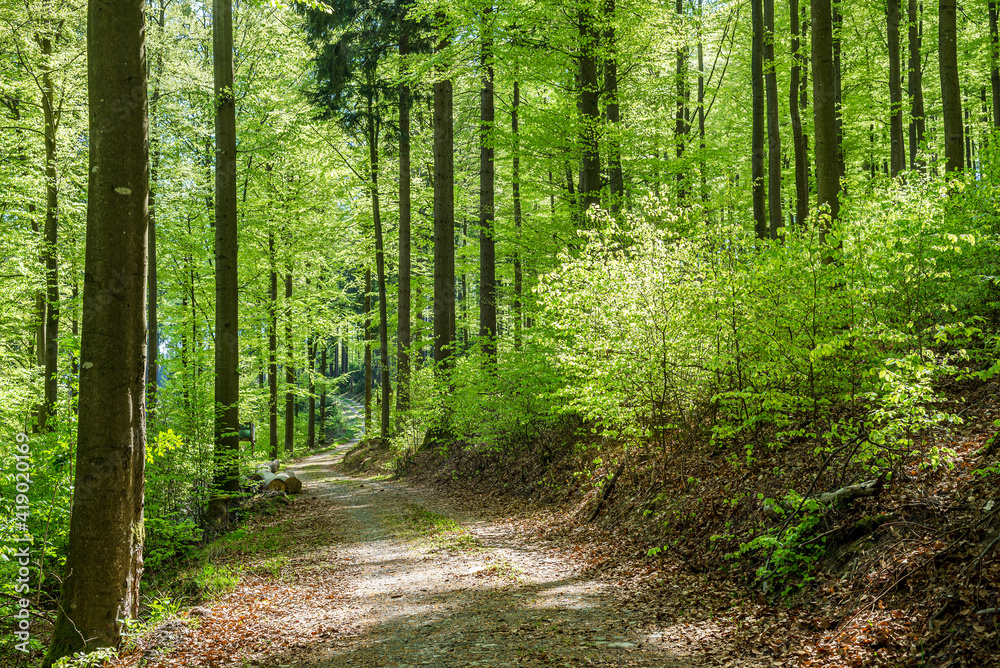 Beech forest in spring in the morning. The sun illuminates the lush green leaves. A forest track leads uphill. Beech forest in spring in the morning. The sun illuminates the lush green leaves. A forest track leads uphill.