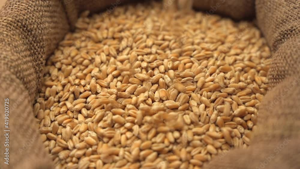 Wheat grains falling into a sack. Close-up of cereal seeds. Wheat grains falling into a sack. Close-up of cereal seeds.