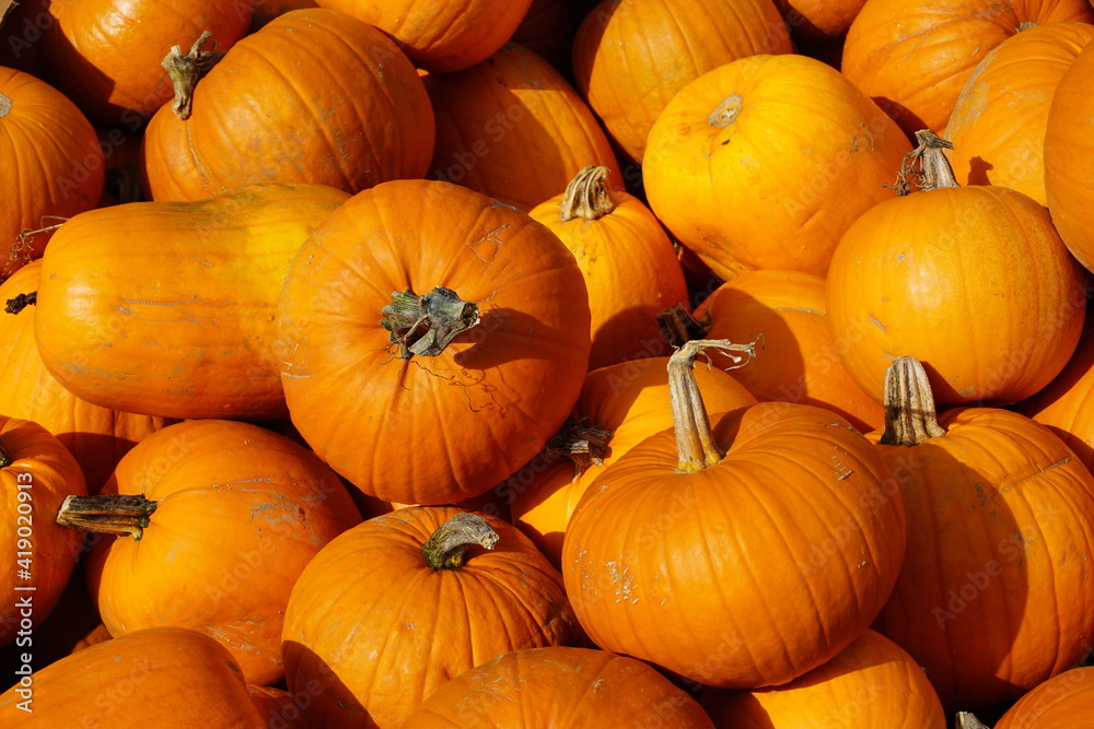 Pumpkins For Sale Pumpkins For Sale