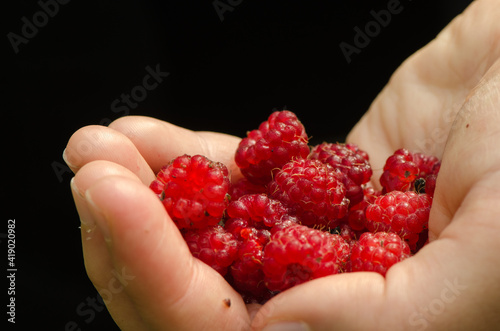 Himbeere_VolodymyrRussu